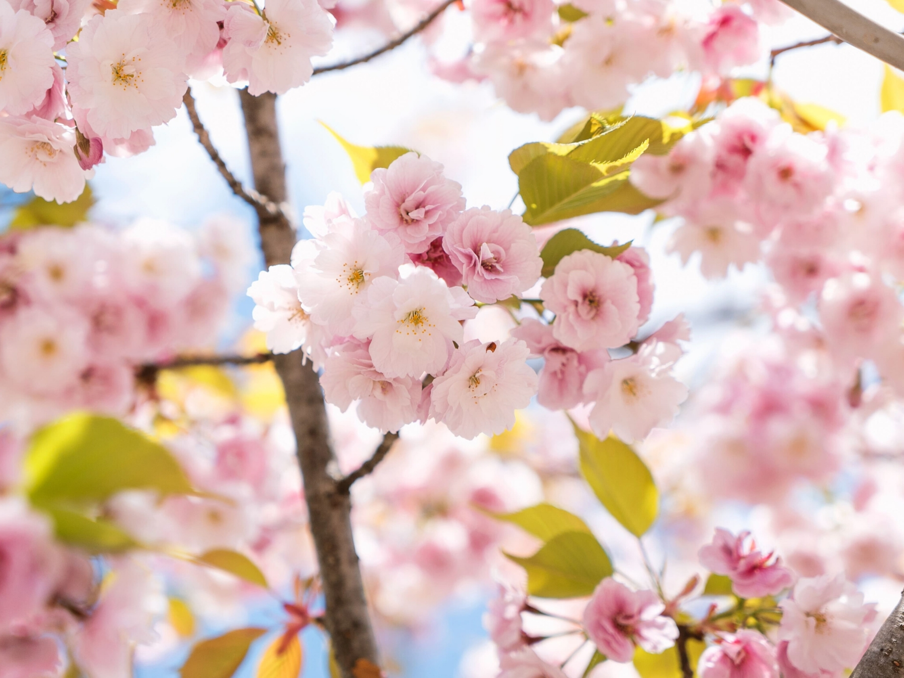 Japan Cherry Blossom - Easter 2020