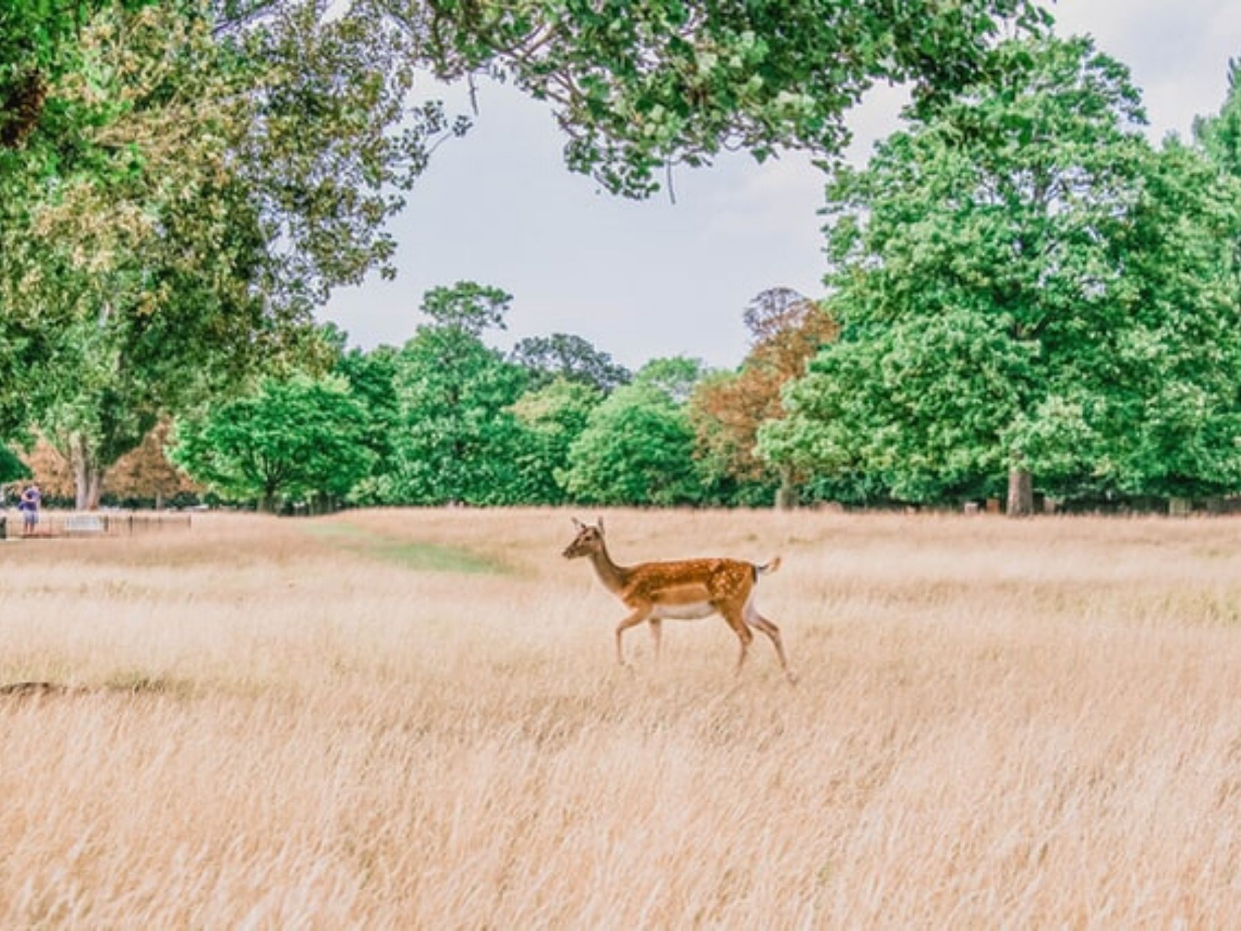 Kingston Circular Walk via Bushy Park, distance 4.2 miles