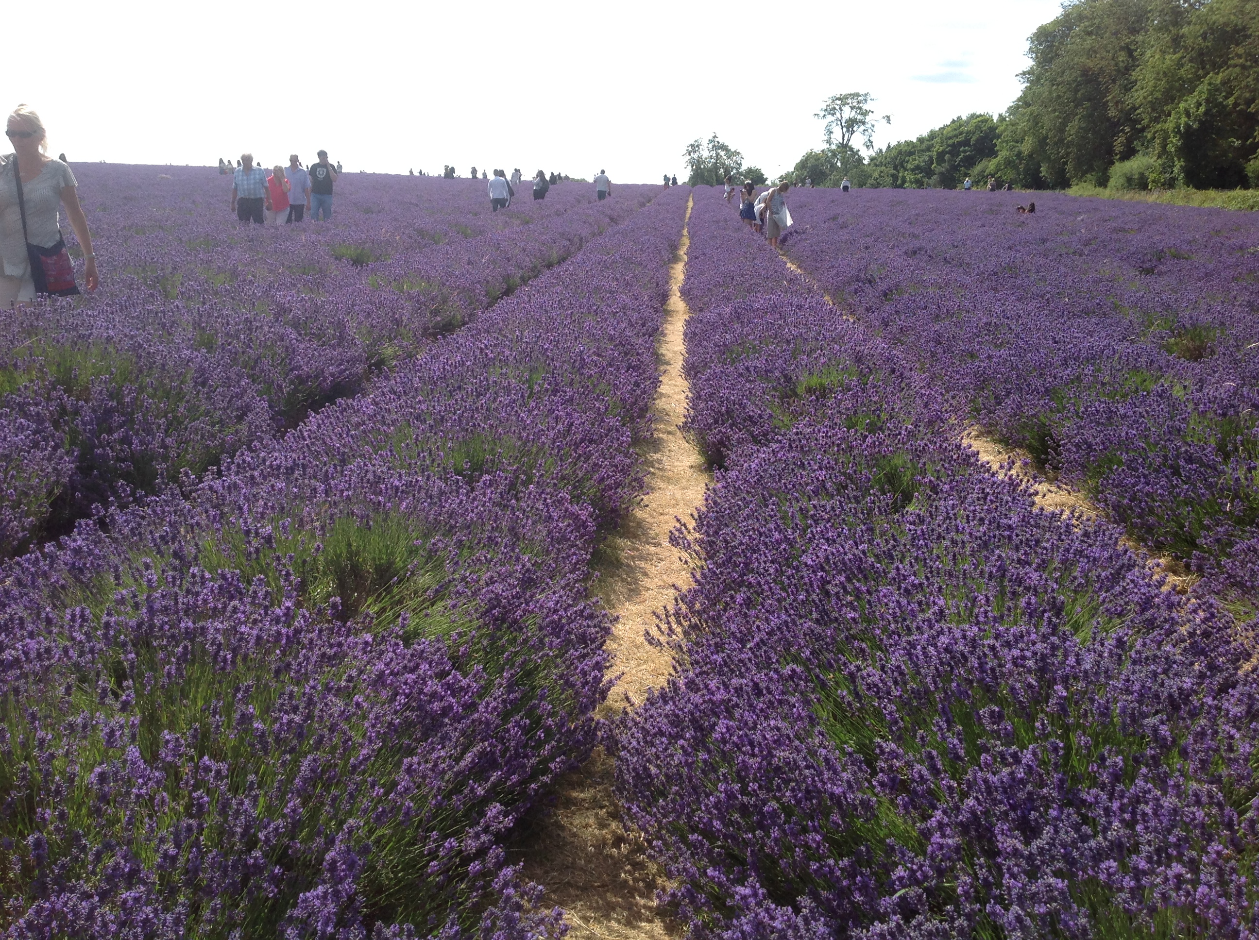 LAVENDER FIELDS WALK