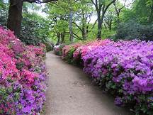 Picturesque Walk Wimbledon to Richmond via Isabella Plantation