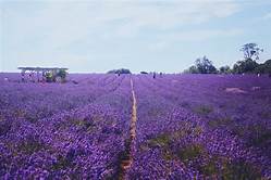 Belmont to Wallington via the lavender fields at Mayfield.