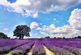 Belmont to Wallington via the Lavender Fields at Mayfield.