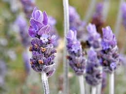 Otford to Eynsford, via Shoreham and The Lavender Fields.