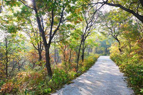 Mindful walking and Meditation Class - full day