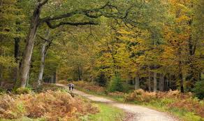 New Forest Weekend - Autumn colours, mists and mellow...