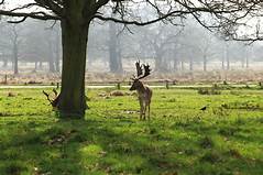 Wimbledon Park to picturesque Richmond via Richmond Park.