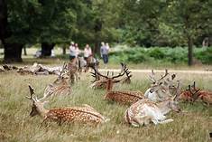 Wimbledon Park to picturesque Richmond via Richmond Park.