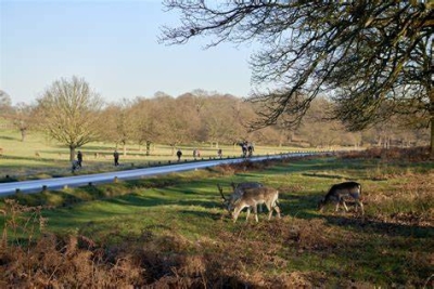 Ponds, lunch +lodges:Scenic Richmond Park, Petersham Nurseries +Thames Path walk